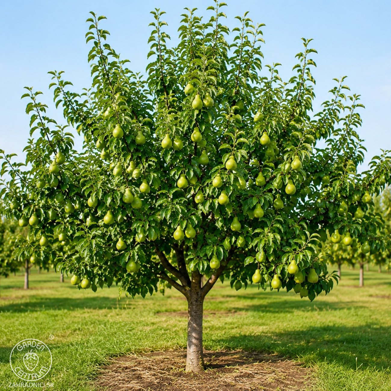 Obrázok Mini hruška nízkokmenná (Pyrus communis) ´SUNRISE´® - výška 40-60 cm, kont. C7L